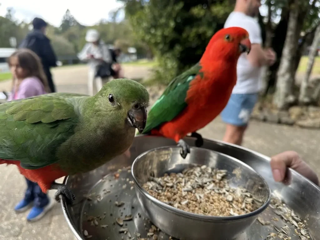 ラミントン国立公園のカラフルな野鳥