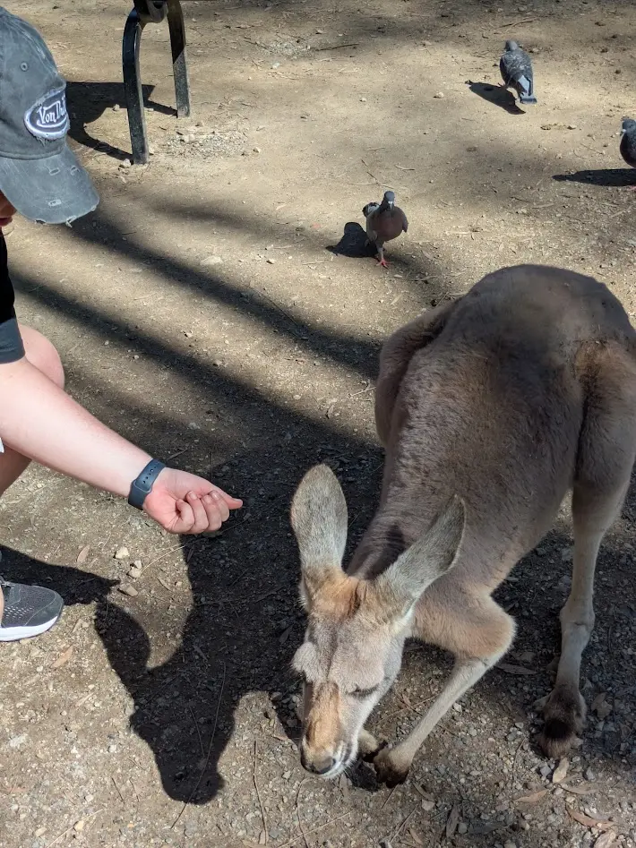 カランビンのカンガルー