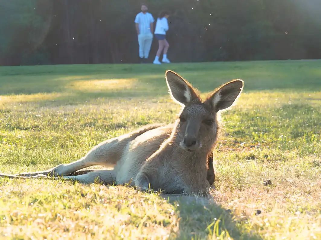 クーンババの野生カンガルー