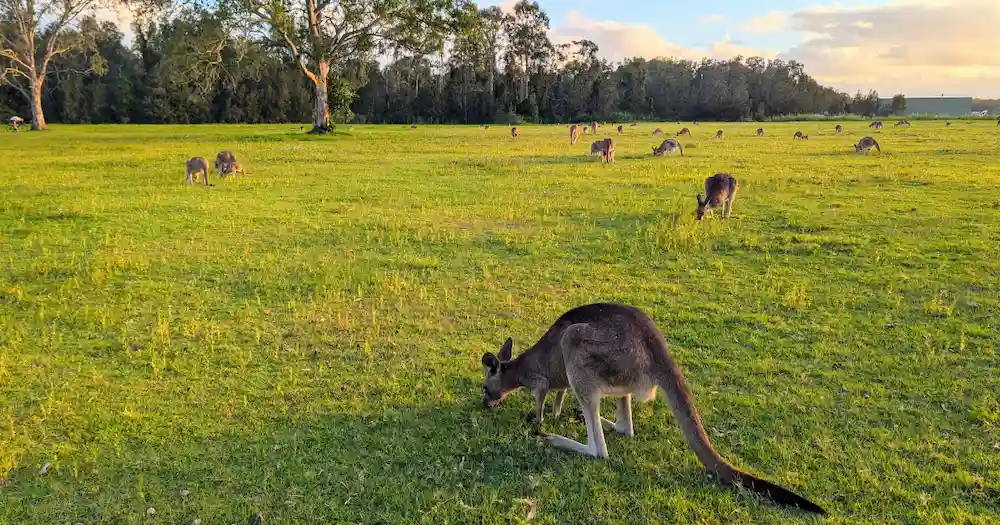 クーンババの野生カンガルー